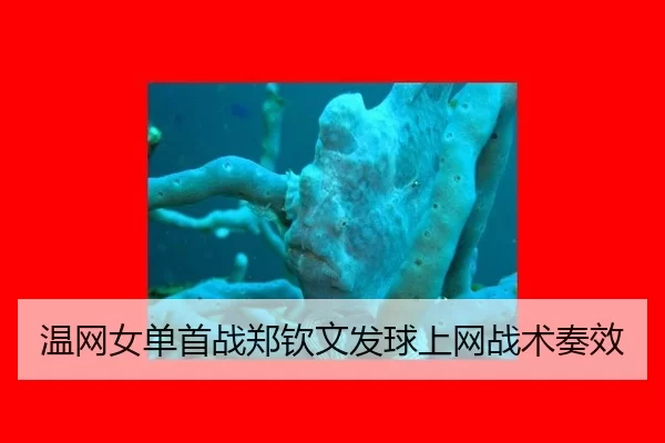 温网女单首战郑钦文发球上网战术奏效